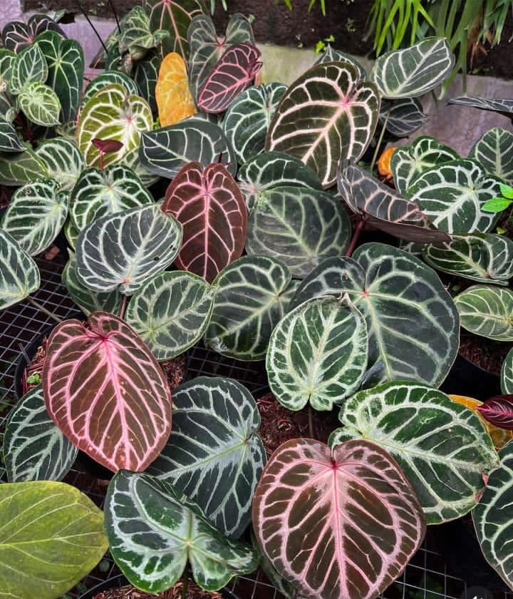 king of spades x red 2